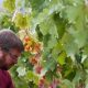 Find Oregon Wine Jobs: Your Vineyard Career Awaits! | Living in Oregon: Moving Tips, Cost of Living & Best Cities