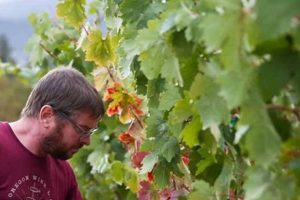 Find Oregon Wine Jobs: Your Vineyard Career Awaits! Safem Fabrication - Precision Engineering & Custom Manufacturing Solutions Find Oregon Wine Jobs: Your Vineyard Career Awaits! | Safem Fabrication - Precision Engineering & Custom Manufacturing Solutions