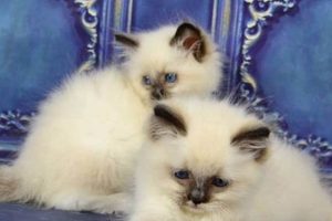 Find Adorable Kittens for Sale in Medford, OR Safem Fabrication - Precision Engineering & Custom Manufacturing Solutions Find Adorable Kittens for Sale in Medford, OR | Safem Fabrication - Precision Engineering & Custom Manufacturing Solutions