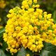 Oregon's State Flower: A Guide to the Oregon Grape | Living in Oregon: Moving Tips, Cost of Living & Best Cities