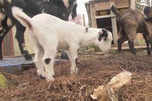 Where to Cuddle Baby Goats in Eugene, Oregon? Farm Fun! Safem Fabrication - Precision Engineering & Custom Manufacturing Solutions Where to Cuddle Baby Goats in Eugene, Oregon? Farm Fun! | Safem Fabrication - Precision Engineering & Custom Manufacturing Solutions