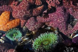 Explore Oregon Coast Tide Pools: A Guide Safem Fabrication - Precision Engineering & Custom Manufacturing Solutions Explore Oregon Coast Tide Pools: A Guide | Safem Fabrication - Precision Engineering & Custom Manufacturing Solutions