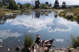 Discover Delta Ponds, Eugene Oregon: Nature's Gem! Safem Fabrication - Precision Engineering & Custom Manufacturing Solutions Discover Delta Ponds, Eugene Oregon: Nature's Gem! | Safem Fabrication - Precision Engineering & Custom Manufacturing Solutions
