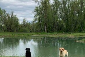 Top Dog Boarding Eugene Oregon: Safe Stays & Play! Safem Fabrication - Precision Engineering & Custom Manufacturing Solutions Top Dog Boarding Eugene Oregon: Safe Stays & Play! | Safem Fabrication - Precision Engineering & Custom Manufacturing Solutions