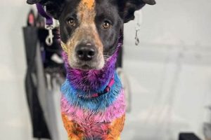 Best Dog Grooming Eugene Oregon: Prices & Services Safem Fabrication - Precision Engineering & Custom Manufacturing Solutions Best Dog Grooming Eugene Oregon: Prices & Services | Safem Fabrication - Precision Engineering & Custom Manufacturing Solutions