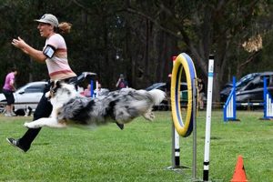 Top Dog Training Eugene Oregon: Expert Solutions Safem Fabrication - Precision Engineering & Custom Manufacturing Solutions Top Dog Training Eugene Oregon: Expert Solutions | Safem Fabrication - Precision Engineering & Custom Manufacturing Solutions