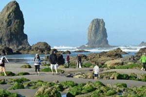 Explore Oregon Coast Tide Pools: Hidden Gems! Safem Fabrication - Precision Engineering & Custom Manufacturing Solutions Explore Oregon Coast Tide Pools: Hidden Gems! | Safem Fabrication - Precision Engineering & Custom Manufacturing Solutions