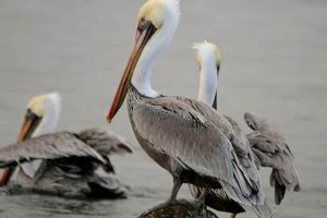 Guide to Oregon Coast Birds: Identify, Observe & Protect Safem Fabrication - Precision Engineering & Custom Manufacturing Solutions Guide to Oregon Coast Birds: Identify, Observe & Protect | Safem Fabrication - Precision Engineering & Custom Manufacturing Solutions