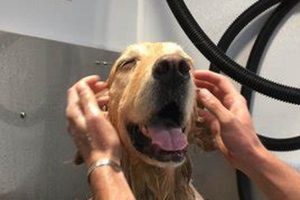 Dog Grooming Bend Oregon Safem Fabrication - Precision Engineering & Custom Manufacturing Solutions Dog Grooming Bend Oregon | Safem Fabrication - Precision Engineering & Custom Manufacturing Solutions