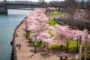 Portland Cherry Blossoms: A Blooming Oregon Guide Safem Fabrication - Precision Engineering & Custom Manufacturing Solutions Portland Cherry Blossoms: A Blooming Oregon Guide | Safem Fabrication - Precision Engineering & Custom Manufacturing Solutions
