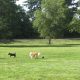 Find Your Pack: Dog Parks in Eugene, Oregon Guide | Living in Oregon: Moving Tips, Cost of Living & Best Cities