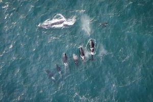 Watch L Pod Orcas: Oregon Coast Whale Watching Tips Safem Fabrication - Precision Engineering & Custom Manufacturing Solutions Watch L Pod Orcas: Oregon Coast Whale Watching Tips | Safem Fabrication - Precision Engineering & Custom Manufacturing Solutions