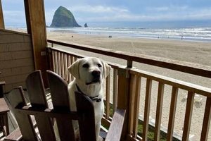 Find Pet Friendly Lodging on Oregon Coast: Deals & Tips Safem Fabrication - Precision Engineering & Custom Manufacturing Solutions Find Pet Friendly Lodging on Oregon Coast: Deals & Tips | Safem Fabrication - Precision Engineering & Custom Manufacturing Solutions
