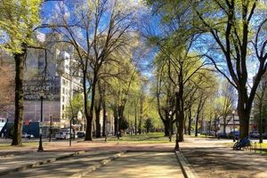 Explore: North Park Blocks Portland, Oregon - Oasis! Safem Fabrication - Precision Engineering & Custom Manufacturing Solutions Explore: North Park Blocks Portland, Oregon - Oasis! | Safem Fabrication - Precision Engineering & Custom Manufacturing Solutions
