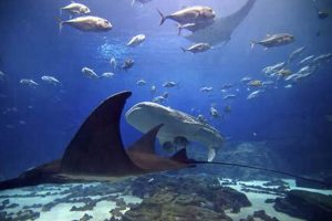 Stay & Explore: Hotels Near Oregon Coast Aquarium + More! Safem Fabrication - Precision Engineering & Custom Manufacturing Solutions Stay & Explore: Hotels Near Oregon Coast Aquarium + More! | Safem Fabrication - Precision Engineering & Custom Manufacturing Solutions