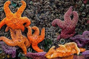 Explore Oregon Coast Tide Pools: A Natural Wonder Safem Fabrication - Precision Engineering & Custom Manufacturing Solutions Explore Oregon Coast Tide Pools: A Natural Wonder | Safem Fabrication - Precision Engineering & Custom Manufacturing Solutions