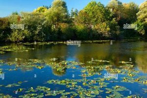 Explore Cheadle Lake Park Oregon: A Local Gem! Safem Fabrication - Precision Engineering & Custom Manufacturing Solutions Explore Cheadle Lake Park Oregon: A Local Gem! | Safem Fabrication - Precision Engineering & Custom Manufacturing Solutions