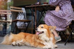 Pet Friendly Salem Oregon Safem Fabrication - Precision Engineering & Custom Manufacturing Solutions Pet Friendly Salem Oregon | Safem Fabrication - Precision Engineering & Custom Manufacturing Solutions
