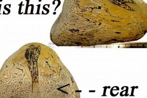Oregon Coast Find: 20M Year Old Fossil Discovered! Safem Fabrication - Precision Engineering & Custom Manufacturing Solutions Oregon Coast Find: 20M Year Old Fossil Discovered! | Safem Fabrication - Precision Engineering & Custom Manufacturing Solutions