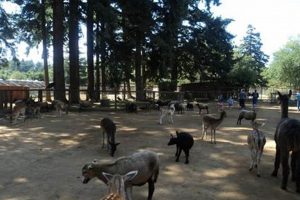 Visit Bandon Oregon Animal Park: Wildlife & Fun! Safem Fabrication - Precision Engineering & Custom Manufacturing Solutions Visit Bandon Oregon Animal Park: Wildlife & Fun! | Safem Fabrication - Precision Engineering & Custom Manufacturing Solutions