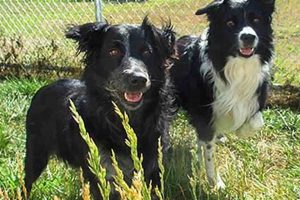 Best Dog Kennels Eugene Oregon: Find Local Care! Safem Fabrication - Precision Engineering & Custom Manufacturing Solutions Best Dog Kennels Eugene Oregon: Find Local Care! | Safem Fabrication - Precision Engineering & Custom Manufacturing Solutions