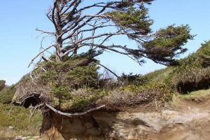 Oregon Coast Trees: A Coastal Woodland Guide & Beyond Safem Fabrication - Precision Engineering & Custom Manufacturing Solutions Oregon Coast Trees: A Coastal Woodland Guide & Beyond | Safem Fabrication - Precision Engineering & Custom Manufacturing Solutions