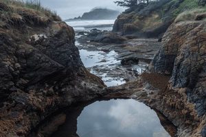 Explore: Tide Pooling Oregon Coast Wonders Now! Safem Fabrication - Precision Engineering & Custom Manufacturing Solutions Explore: Tide Pooling Oregon Coast Wonders Now! | Safem Fabrication - Precision Engineering & Custom Manufacturing Solutions