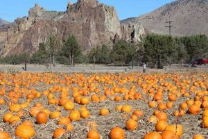 Pumpkin Patch Bend Oregon Safem Fabrication - Precision Engineering & Custom Manufacturing Solutions Pumpkin Patch Bend Oregon | Safem Fabrication - Precision Engineering & Custom Manufacturing Solutions