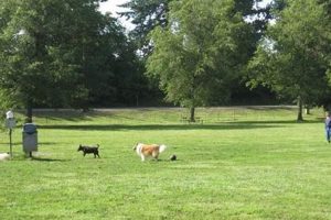 Find Your Pack: Dog Parks in Eugene, Oregon Guide Safem Fabrication - Precision Engineering & Custom Manufacturing Solutions Find Your Pack: Dog Parks in Eugene, Oregon Guide | Safem Fabrication - Precision Engineering & Custom Manufacturing Solutions