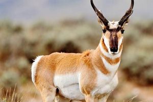 Pronghorn Medford Oregon Safem Fabrication - Precision Engineering & Custom Manufacturing Solutions Pronghorn Medford Oregon | Safem Fabrication - Precision Engineering & Custom Manufacturing Solutions