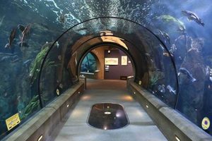 Careers: Oregon Coast Aquarium Jobs & More! Safem Fabrication - Precision Engineering & Custom Manufacturing Solutions Careers: Oregon Coast Aquarium Jobs & More! | Safem Fabrication - Precision Engineering & Custom Manufacturing Solutions