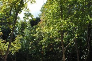 Ashland, OR: Best RV Park & Camping Near Shakespeare Fest Safem Fabrication - Precision Engineering & Custom Manufacturing Solutions Ashland, OR: Best RV Park & Camping Near Shakespeare Fest | Safem Fabrication - Precision Engineering & Custom Manufacturing Solutions