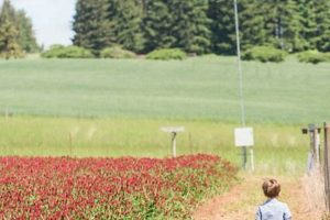 Explore Newberg, Oregon Parks: Your Guide to Green Spaces Safem Fabrication - Precision Engineering & Custom Manufacturing Solutions Explore Newberg, Oregon Parks: Your Guide to Green Spaces | Safem Fabrication - Precision Engineering & Custom Manufacturing Solutions