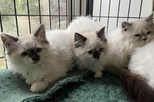Find Adorable Kittens for Sale in Eugene, OR Today! Safem Fabrication - Precision Engineering & Custom Manufacturing Solutions Find Adorable Kittens for Sale in Eugene, OR Today! | Safem Fabrication - Precision Engineering & Custom Manufacturing Solutions