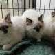 Find Adorable Kittens for Sale in Eugene, OR Today! | Living in Oregon: Moving Tips, Cost of Living & Best Cities