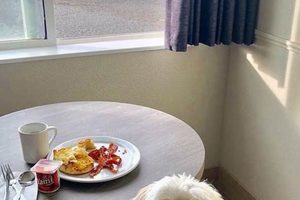 Your Guide to Pet-Friendly Oceanfront Hotels on the Oregon Coast! Safem Fabrication - Precision Engineering & Custom Manufacturing Solutions Your Guide to Pet-Friendly Oceanfront Hotels on the Oregon Coast! | Safem Fabrication - Precision Engineering & Custom Manufacturing Solutions