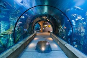 Oregon Coast Aquarium: Ticket Price Guide + Deals Safem Fabrication - Precision Engineering & Custom Manufacturing Solutions Oregon Coast Aquarium: Ticket Price Guide + Deals | Safem Fabrication - Precision Engineering & Custom Manufacturing Solutions