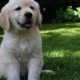 Golden Retriever Puppies Portland Oregon | Living in Oregon: Moving Tips, Cost of Living & Best Cities