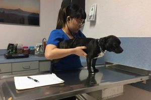Pet Companion Clinic Salem Oregon Living in Oregon: Moving Tips, Cost of Living & Best Cities Pet Companion Clinic Salem Oregon | Living in Oregon: Moving Tips, Cost of Living & Best Cities