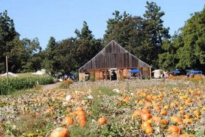Visit Pumpkin Patches in Medford, Oregon: A Fall Guide Living in Oregon: Moving Tips, Cost of Living & Best Cities Visit Pumpkin Patches in Medford, Oregon: A Fall Guide | Living in Oregon: Moving Tips, Cost of Living & Best Cities