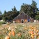 Visit Pumpkin Patches in Medford, Oregon: A Fall Guide | Living in Oregon: Moving Tips, Cost of Living & Best Cities