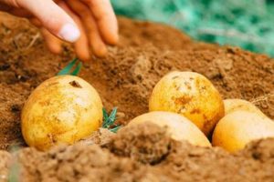 Why Oregon State Vegetable, the Walla Walla, Matters Living in Oregon: Moving Tips, Cost of Living & Best Cities Why Oregon State Vegetable, the Walla Walla, Matters | Living in Oregon: Moving Tips, Cost of Living & Best Cities