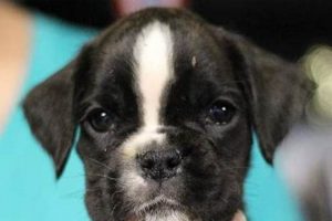 Puppies For Sale Bend Oregon Living in Oregon: Moving Tips, Cost of Living & Best Cities Puppies For Sale Bend Oregon | Living in Oregon: Moving Tips, Cost of Living & Best Cities