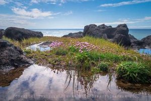 Explore the Best Tide Pools on the Oregon Coast Today Living in Oregon: Moving Tips, Cost of Living & Best Cities Explore the Best Tide Pools on the Oregon Coast Today | Living in Oregon: Moving Tips, Cost of Living & Best Cities
