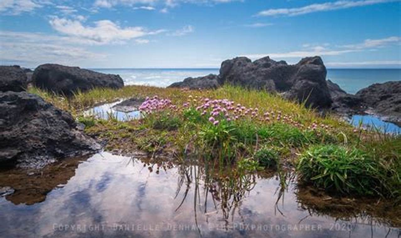 Explore the Best Tide Pools on the Oregon Coast Today Living in Oregon: Moving Tips, Cost of Living & Best Cities Explore the Best Tide Pools on the Oregon Coast Today | Living in Oregon: Moving Tips, Cost of Living & Best Cities