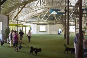 Portland's Best Indoor Dog Park: Oregon Paws Paradise Living in Oregon: Moving Tips, Cost of Living & Best Cities Portland's Best Indoor Dog Park: Oregon Paws Paradise | Living in Oregon: Moving Tips, Cost of Living & Best Cities