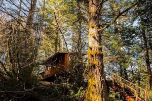 Oregon Coast Treehouse: Coastal Getaways & More Living in Oregon: Moving Tips, Cost of Living & Best Cities Oregon Coast Treehouse: Coastal Getaways & More | Living in Oregon: Moving Tips, Cost of Living & Best Cities