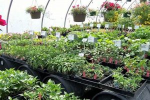 Best Plant Nurseries in Medford, Oregon: Your Guide Living in Oregon: Moving Tips, Cost of Living & Best Cities Best Plant Nurseries in Medford, Oregon: Your Guide | Living in Oregon: Moving Tips, Cost of Living & Best Cities