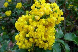 Oregon State Flower: Grow Your Own Mahonia aquifolium! Living in Oregon: Moving Tips, Cost of Living & Best Cities Oregon State Flower: Grow Your Own Mahonia aquifolium! | Living in Oregon: Moving Tips, Cost of Living & Best Cities