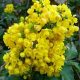 Oregon State Flower: Grow Your Own Mahonia aquifolium! | Living in Oregon: Moving Tips, Cost of Living & Best Cities